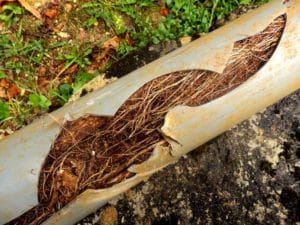 Read more about the article Common Causes Of Blocked Drains In Tweed & Surrounds