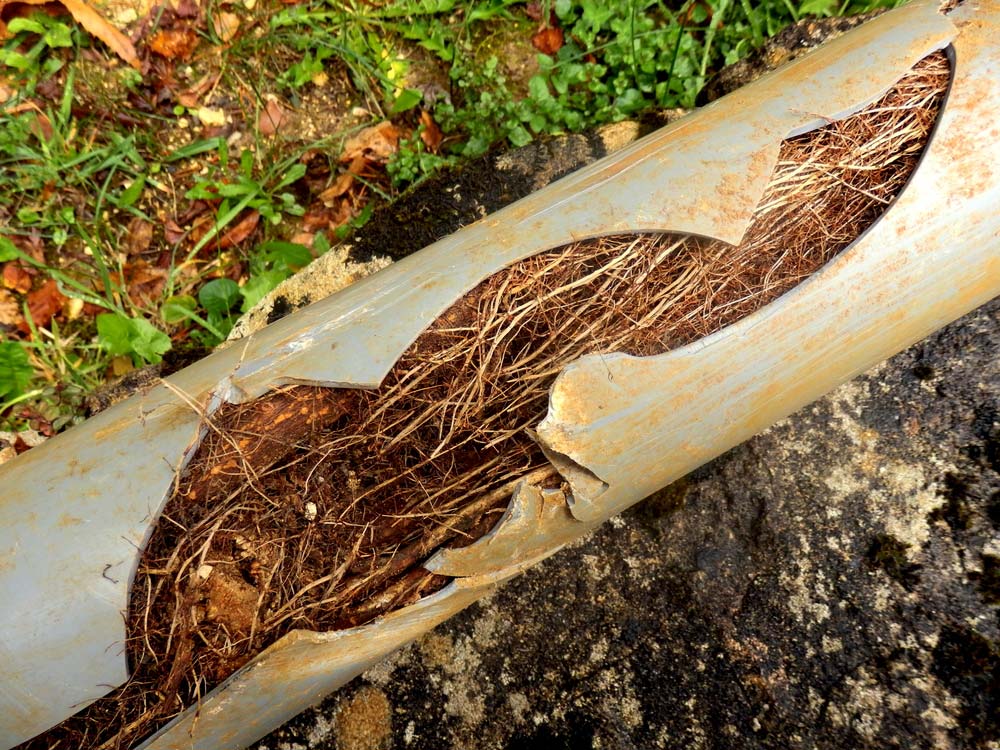 Tree Roots In Drainage Pipe
